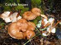 Gymnopus fusipes-amf462